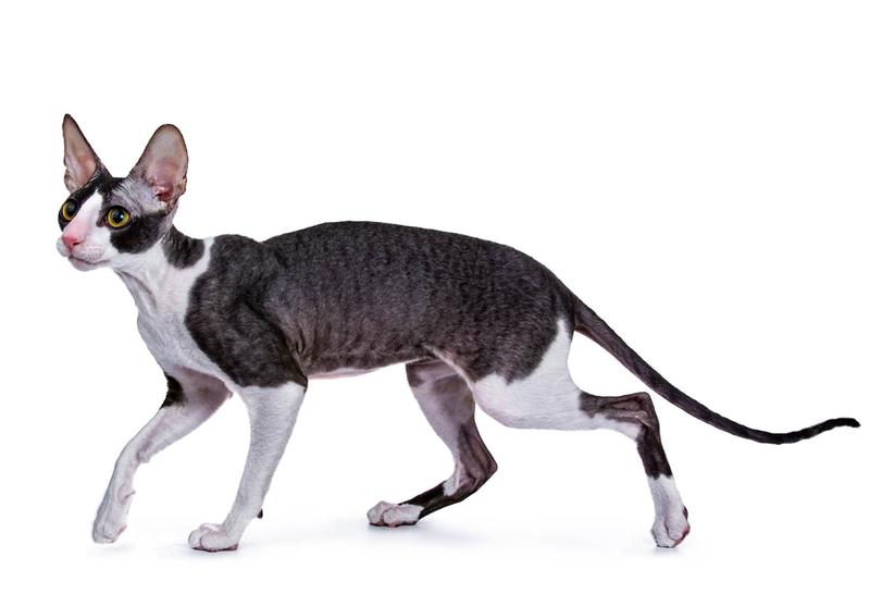 Wpływ Primordial Pouch na mobilność pupila