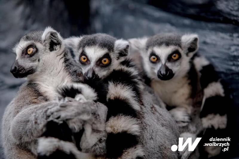 Zagrożenia i ochrona lemurów