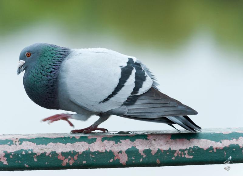 Zagrożenia urbanizacji dla gołębi