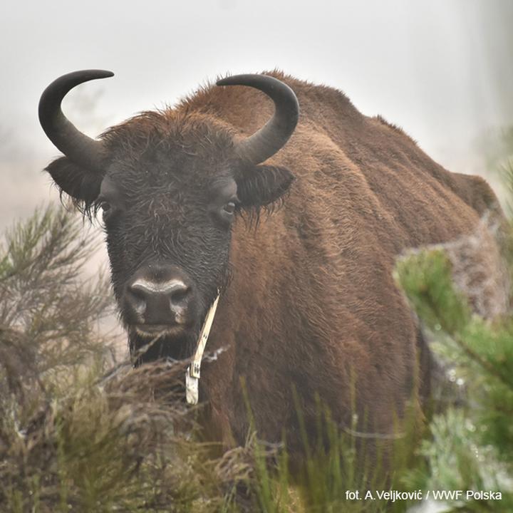 Żubr w kulturze i legendach