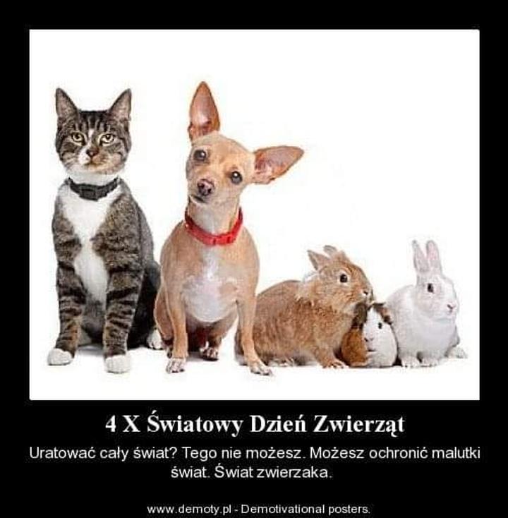 Zwierzęta w sztuce i kulturze