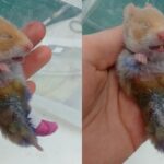 Jak rozpoznać i leczyć ropien u chomika – porady dla opiekunów