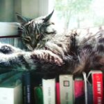 Jak rozpoznać objawy tęsknoty u kota?