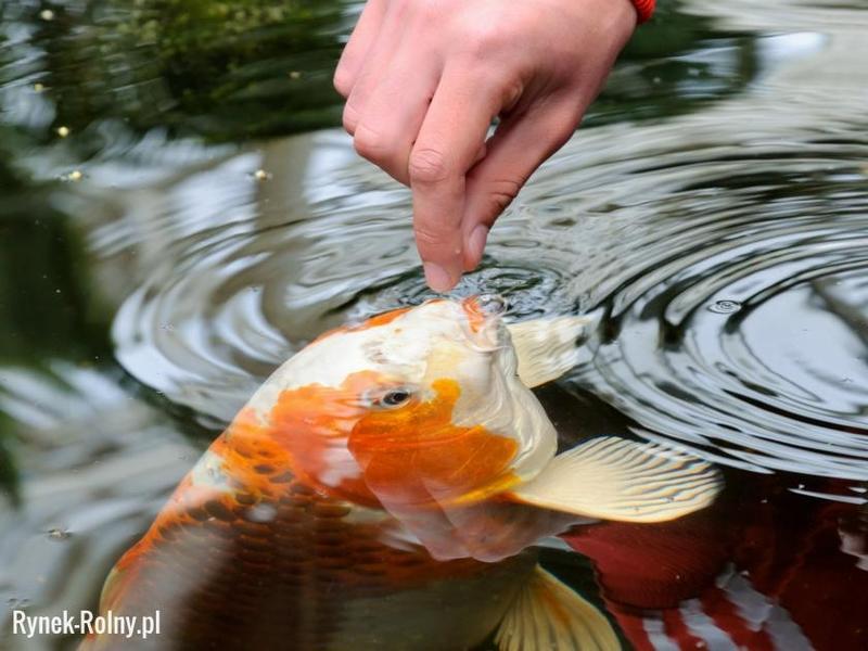 Jak skutecznie karmić ryby w akwarystyce słodkowodnej? Praktyczne porady dla początkujących