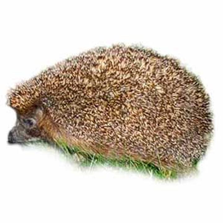 Jakie przysmaki wybierają jeże w swoim menu?