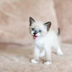 Koty w centrum uwagi – jak świętować Dzień Kota?