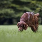 Mantrailing – Odkryj Świat Poszukiwań z Psami Przewodnikami