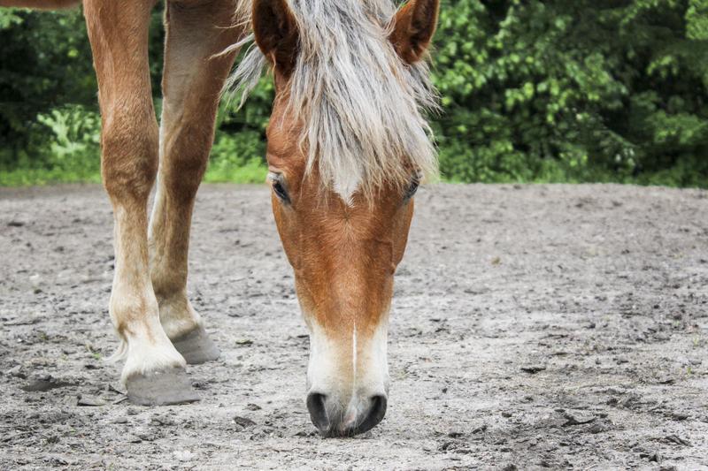 Niecodzienna perspektywa: jak kon widzi świat wokół siebie