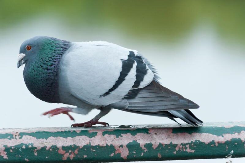 Światowy Dzień Gołębia: Jak Zrozumieć i Chronić Te Piękne Ptaki