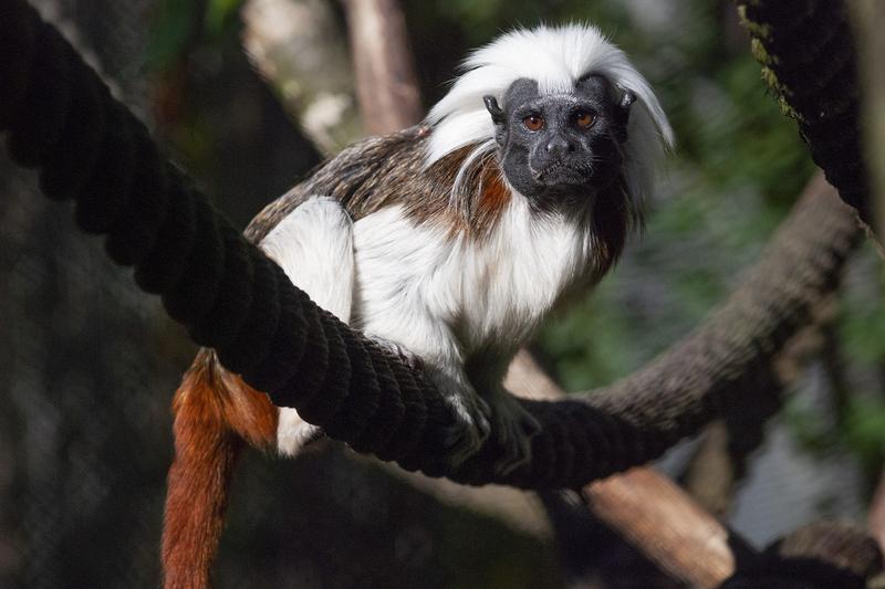 Tajemnice tamaryny: fascynujący świat małych małp tropikalnych