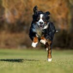 Twój Przyjaciel Pies – Co Naprawdę Powinieneś Wiedzieć O Jego Potrzebach