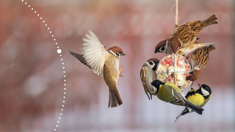 Zimowe festyny na ptasiej stołówce: co jedzą ptaki w mroźne dni?