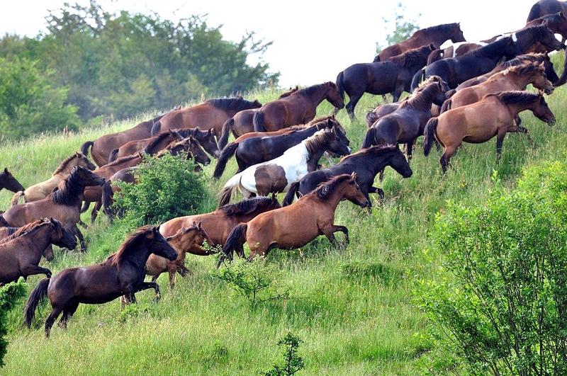 Cechy i charakter koni huculskich