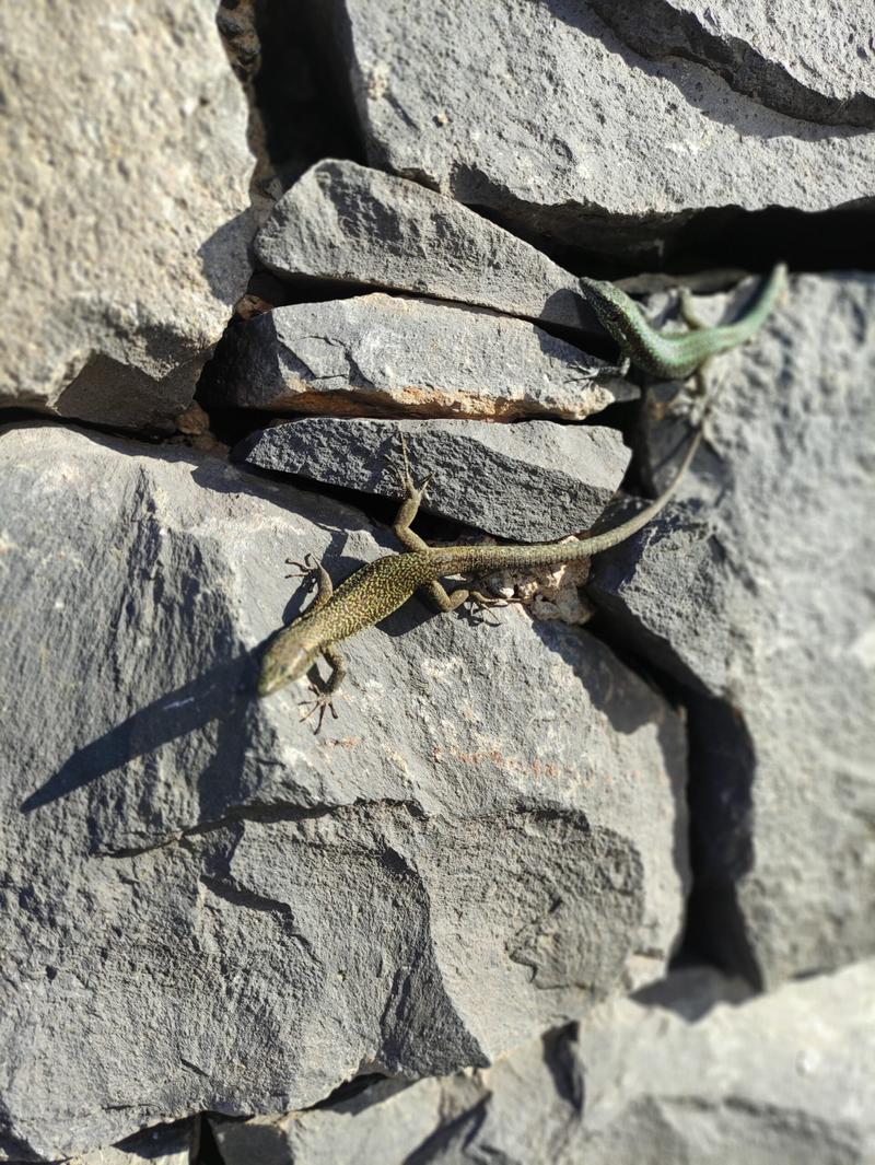 Co jedzą dzikie jaszczurki