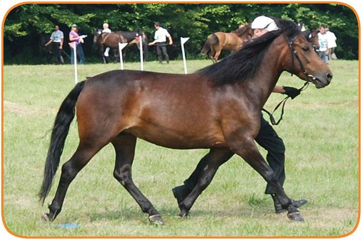 Dziedzictwo kulturowe Karpat