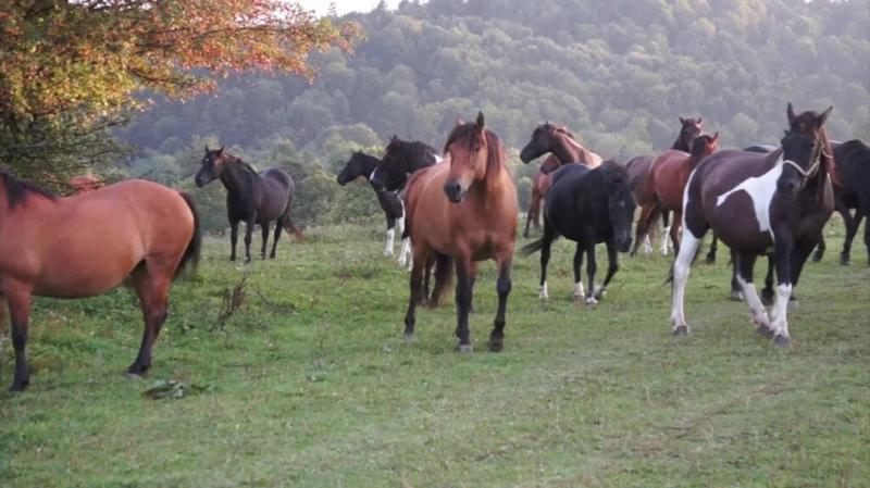Hodowla i tradycje koni huculskich