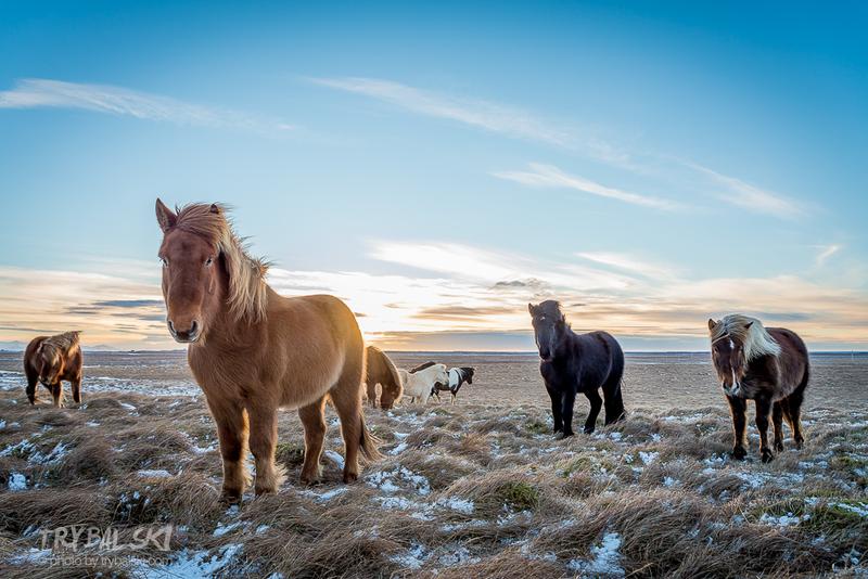 Islandzki folklor i tradycja konna