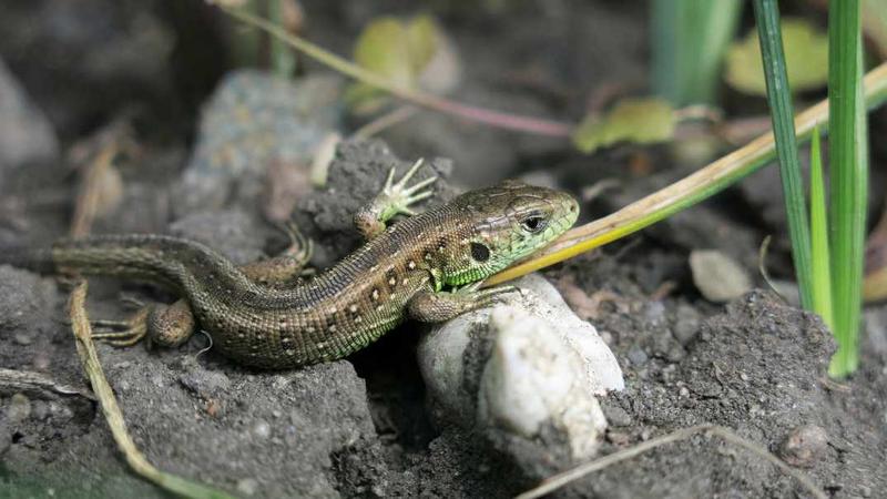 Jaszczurki dla początkujących