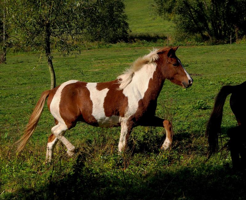 Konie islandzkie w naturze