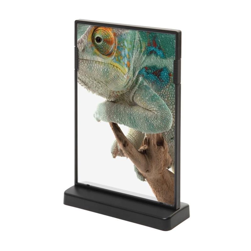 Naturalne preferencje pokarmowe jaszczurek