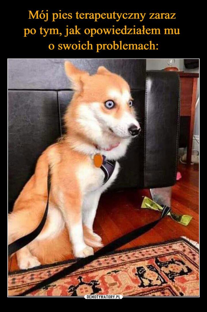 Terapia z udziałem psów