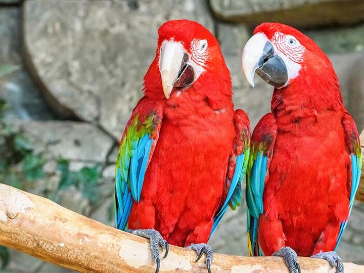 Zachowanie i inteligencja papug