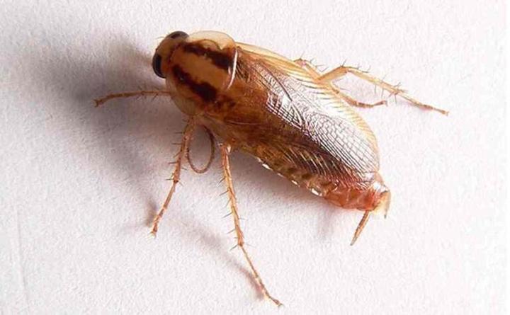 Czy prusaki mogą być niebezpieczne – obalamy mity o ich gryzieniu