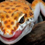 Jaszczurki dla początkujących: Jak zacząć swoją przygodę z tymi fascynującymi gadami