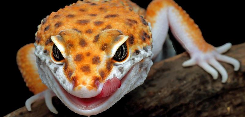 Jaszczurki dla początkujących: Jak zacząć swoją przygodę z tymi fascynującymi gadami