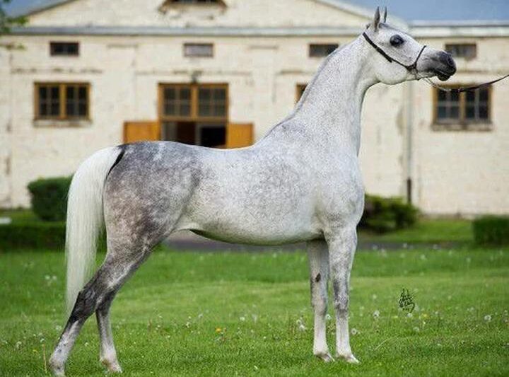 Magiczne piękno koni arabskich: historia i charakterystyka tej niezwykłej rasy