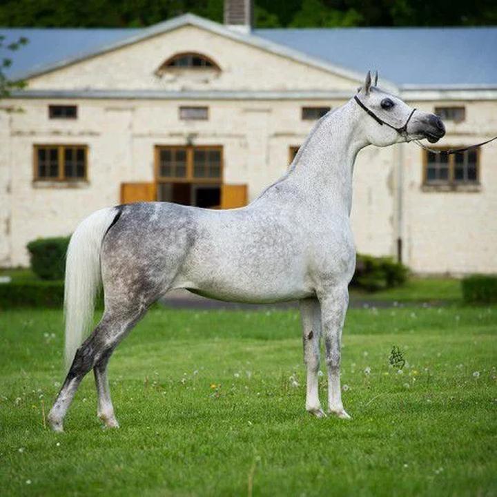 Magiczne piękno koni arabskich: historia i charakterystyka tej niezwykłej rasy
