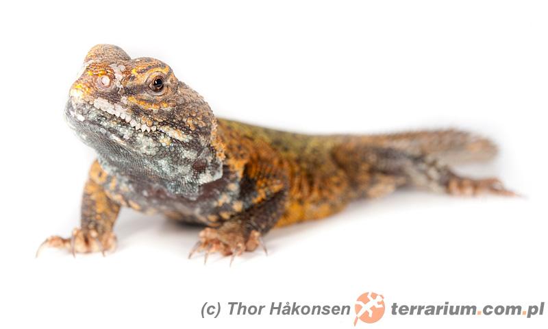 Sekrety życia biczogona – jak dbać o ten niezwykły gatunek zwierzęcia?