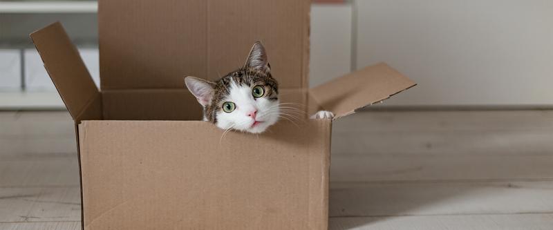 Aklimatyzacja kota w nowym domu