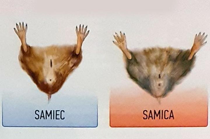 Błędy w identyfikacji płci chomików