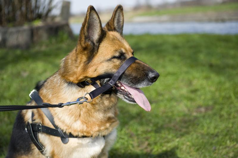 Dopasowanie rozmiaru kantara