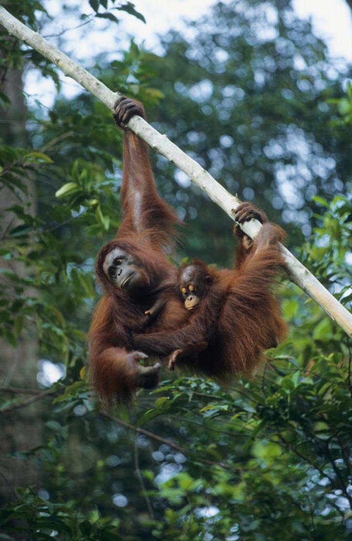 Ekosystem Borneo i lasy deszczowe
