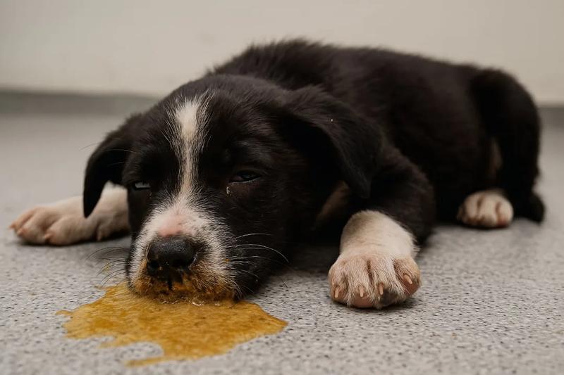 Leczenie parwowirozy u psa