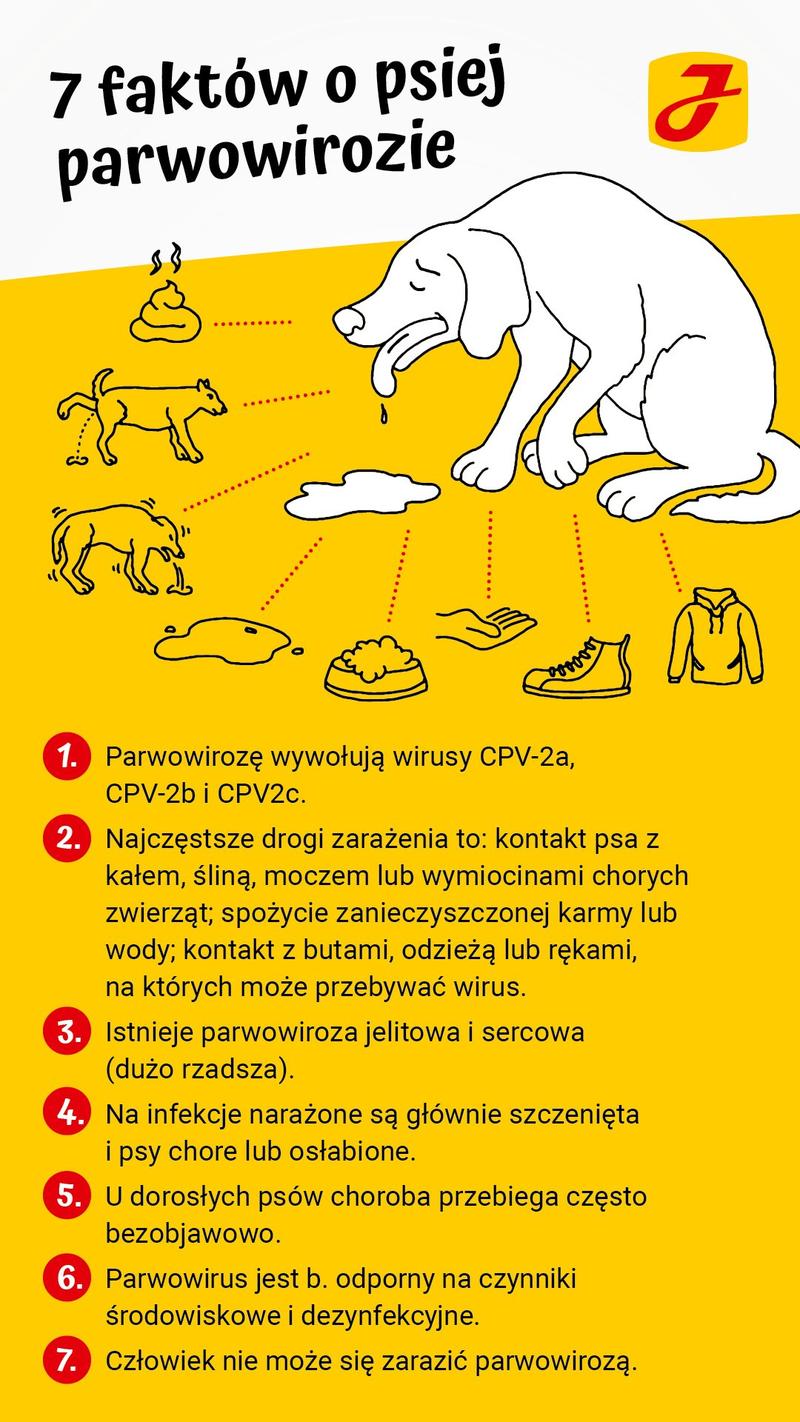 Objawy parwowirozy u psa