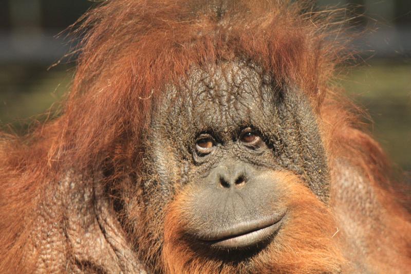 Ochrona orangutanów i przetrwanie