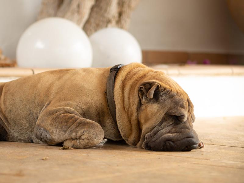 Opieka nad psem w małym mieszkaniu