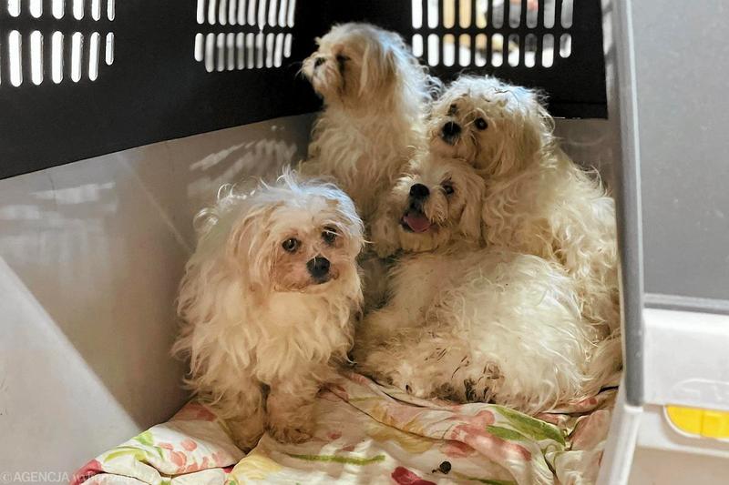 Prawo i ochrona zwierząt