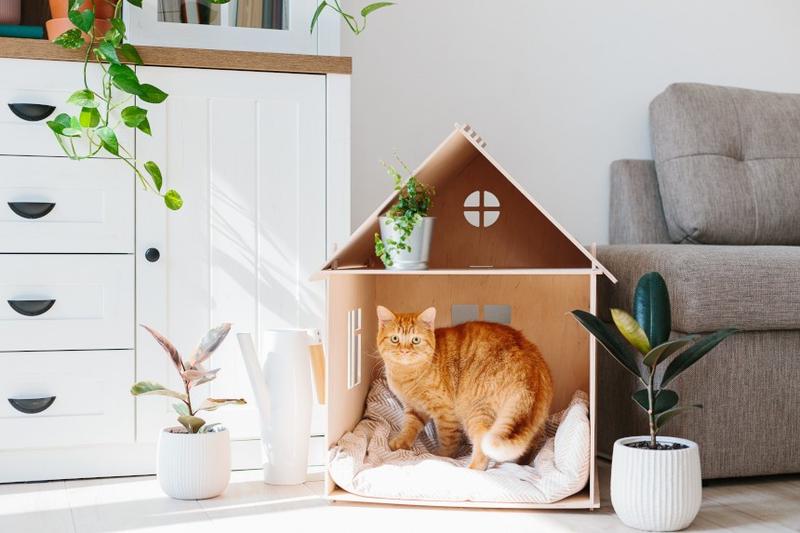 Przeprowadzka z kotem