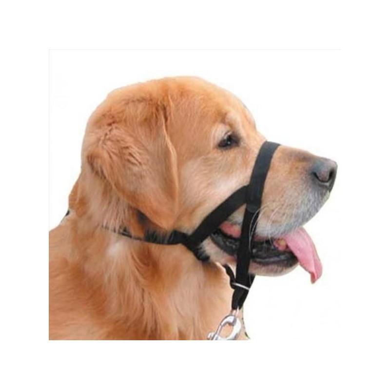 Rodzaje kantarów dla psów