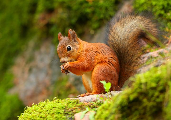 Rola diety w ochronie środowiska