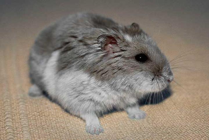 Różnice anatomiczne płci u chomików