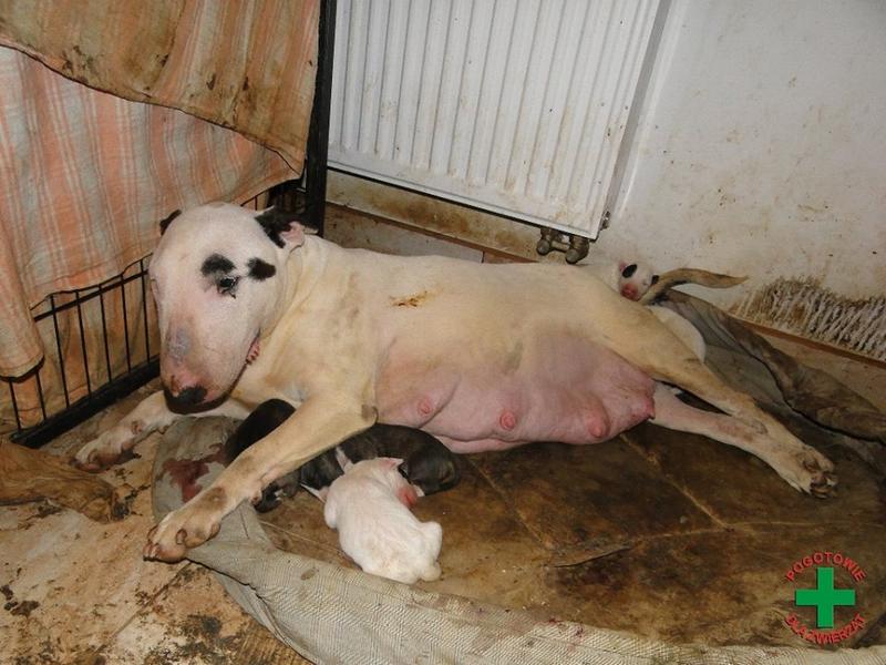 Rozpoznawanie pseudohodowli i fałszywych hodowców