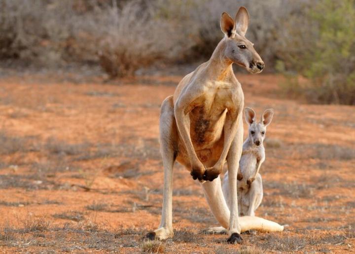 Umiejętności skokowe kangurów