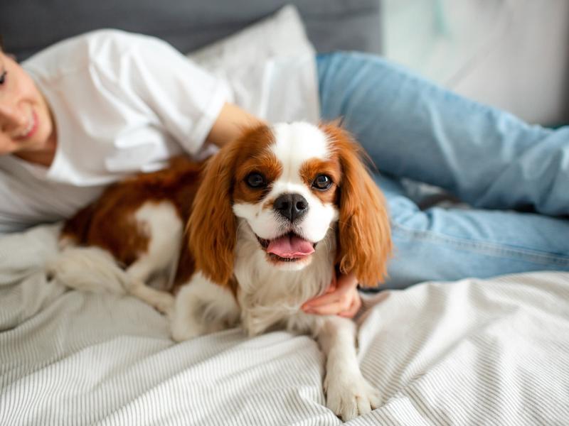 Zalety i wady posiadania psa w mieszkaniu