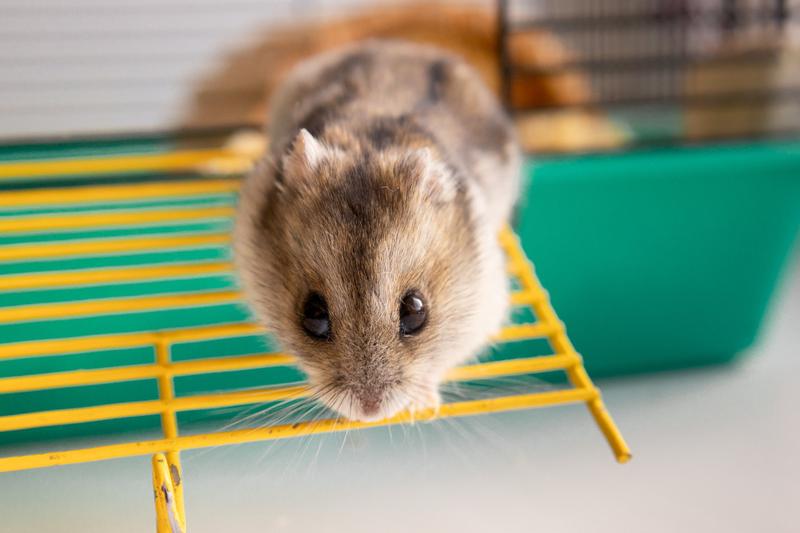 Znaki behawioralne płci u chomików