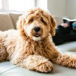 Idealny pupil do mieszkania – jakie rasy psów sprawdzą się w bloku?